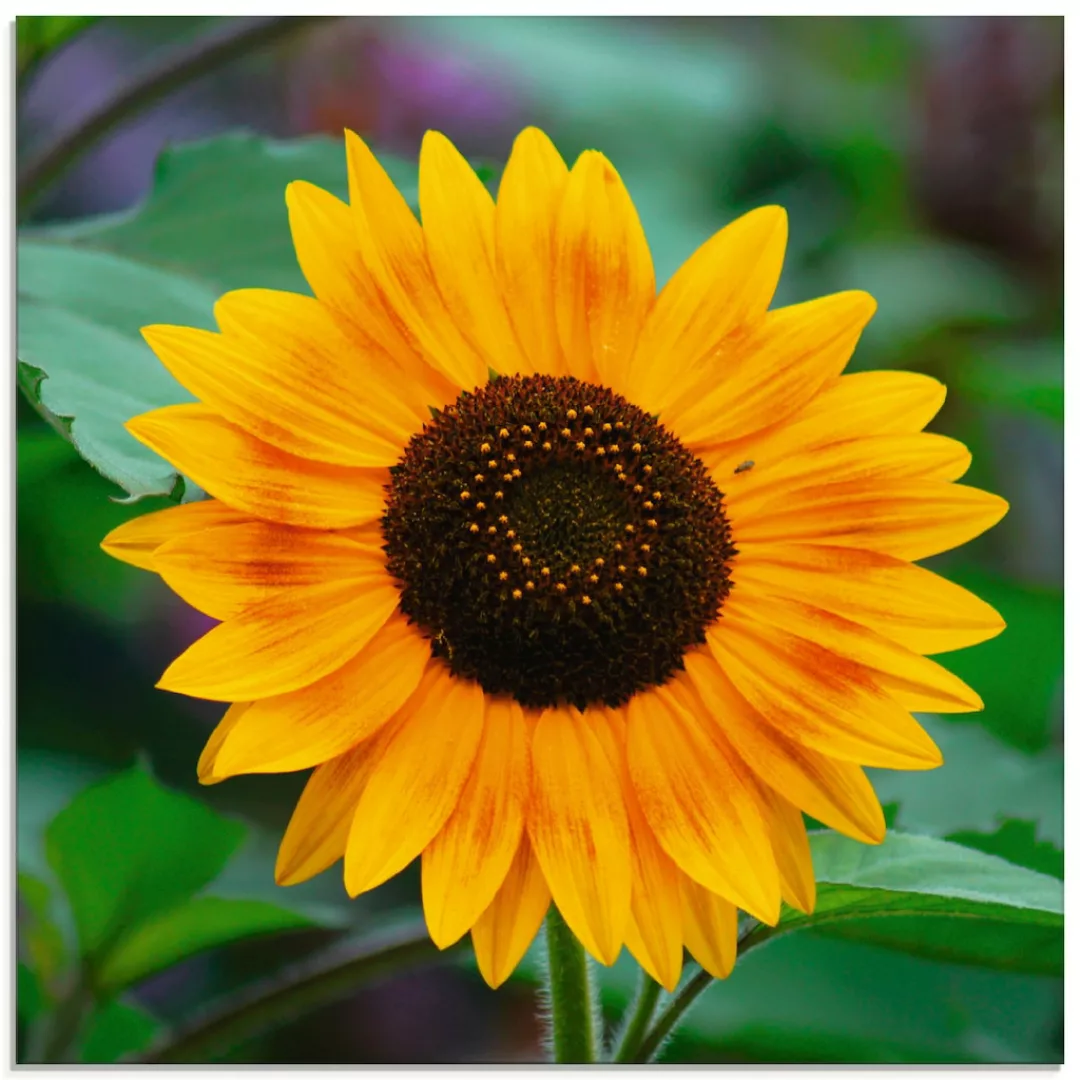 Artland Glasbild "Sonnenblume", Blumen, (1 St.) günstig online kaufen