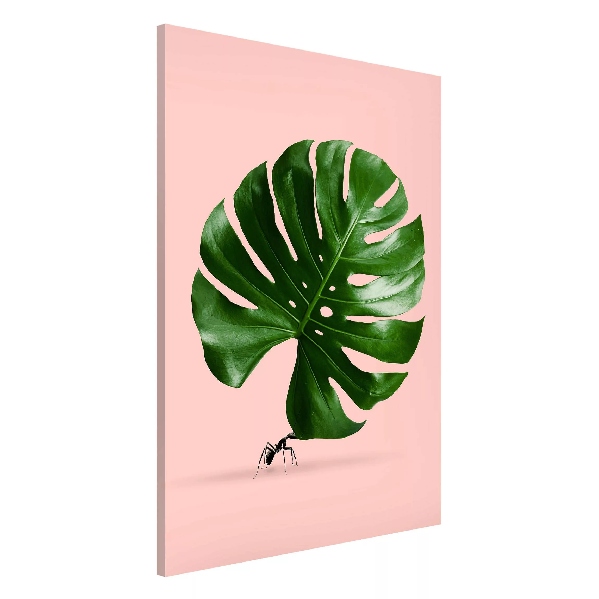 Magnettafel Tiere - Hochformat 2:3 Ameise mit Monstera Blatt günstig online kaufen