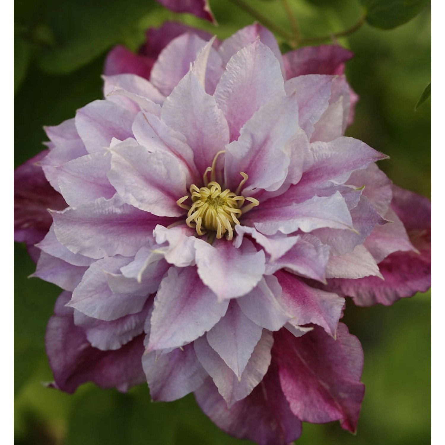 Waldrebe Piilu 60-80cm - Clematis günstig online kaufen