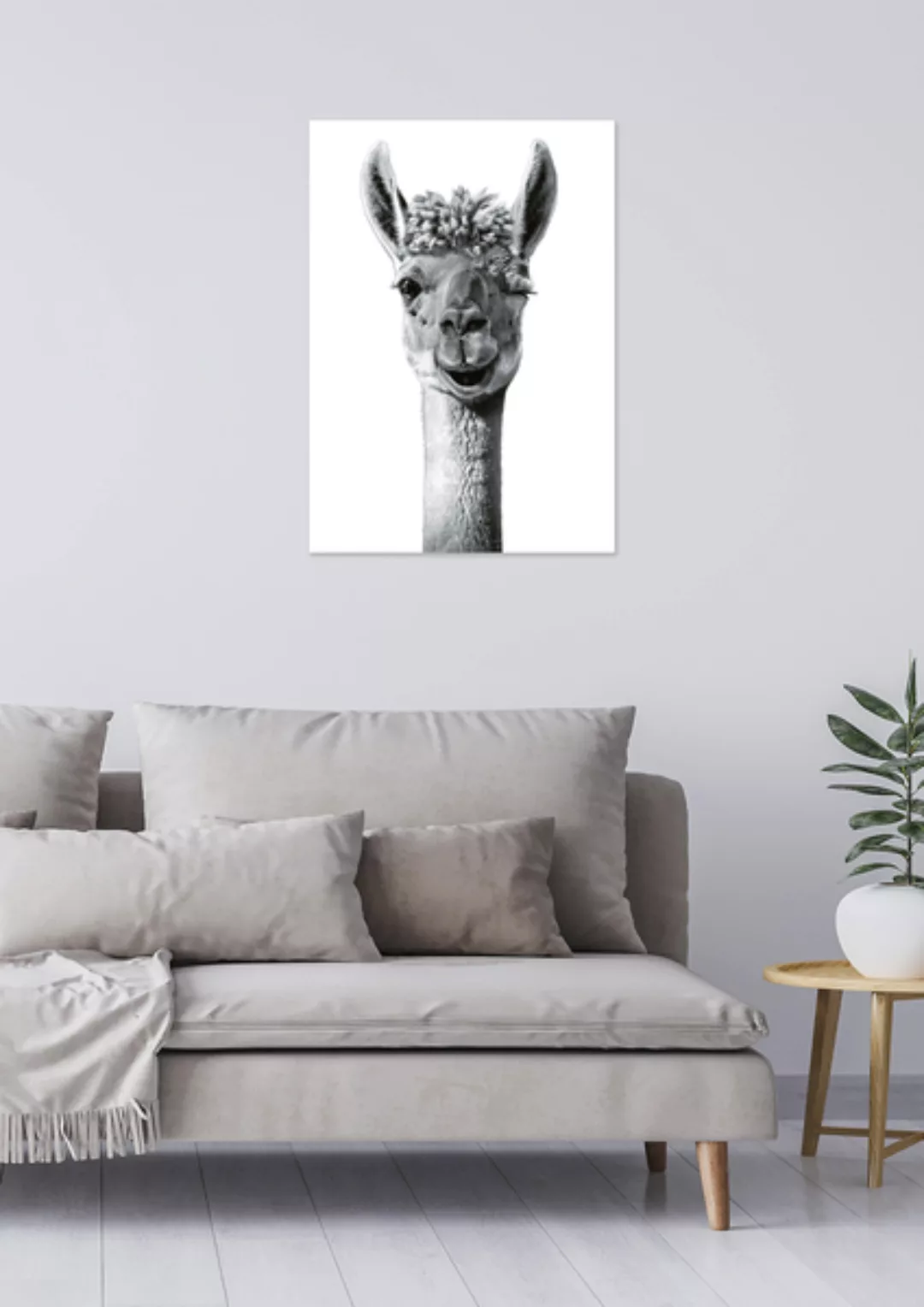 Poster Animal Lama Matt günstig online kaufen