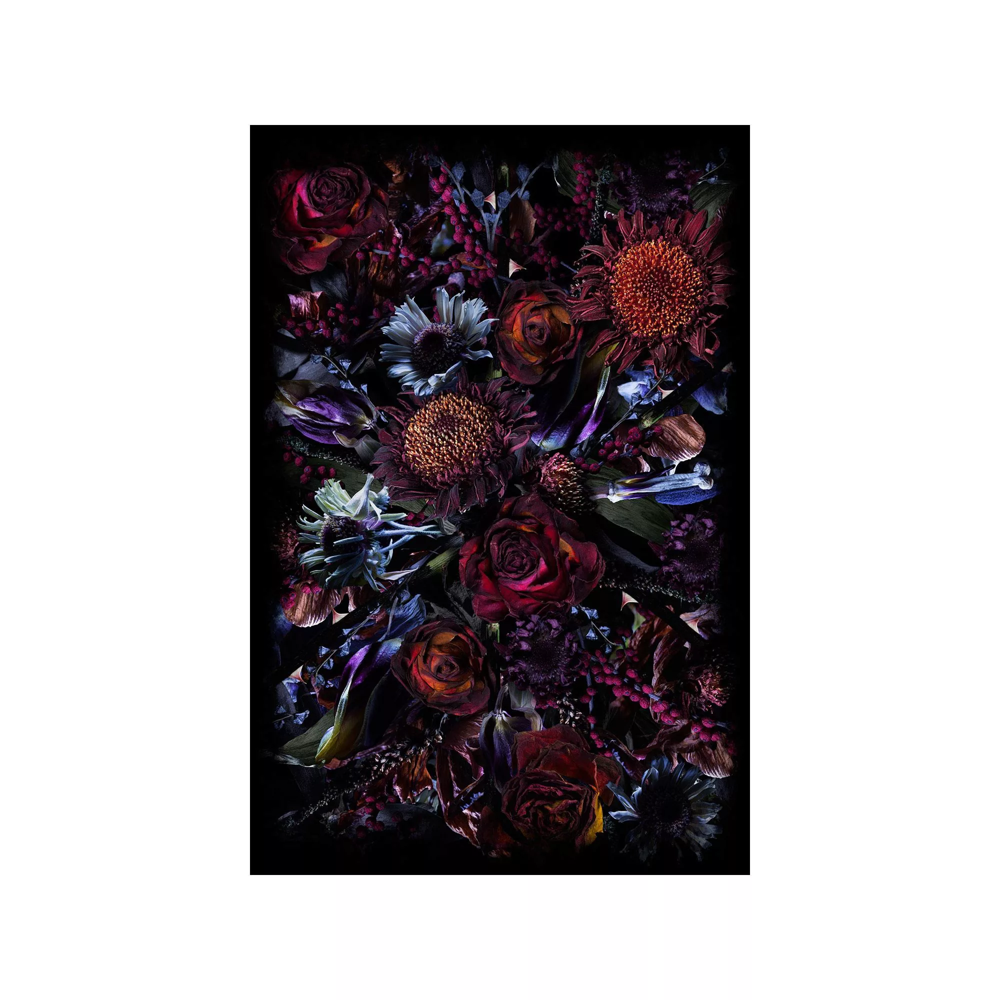 Moooi Carpets - Fool’s Paradise Teppich rechteckig  200x300cm - schwarz/rot günstig online kaufen