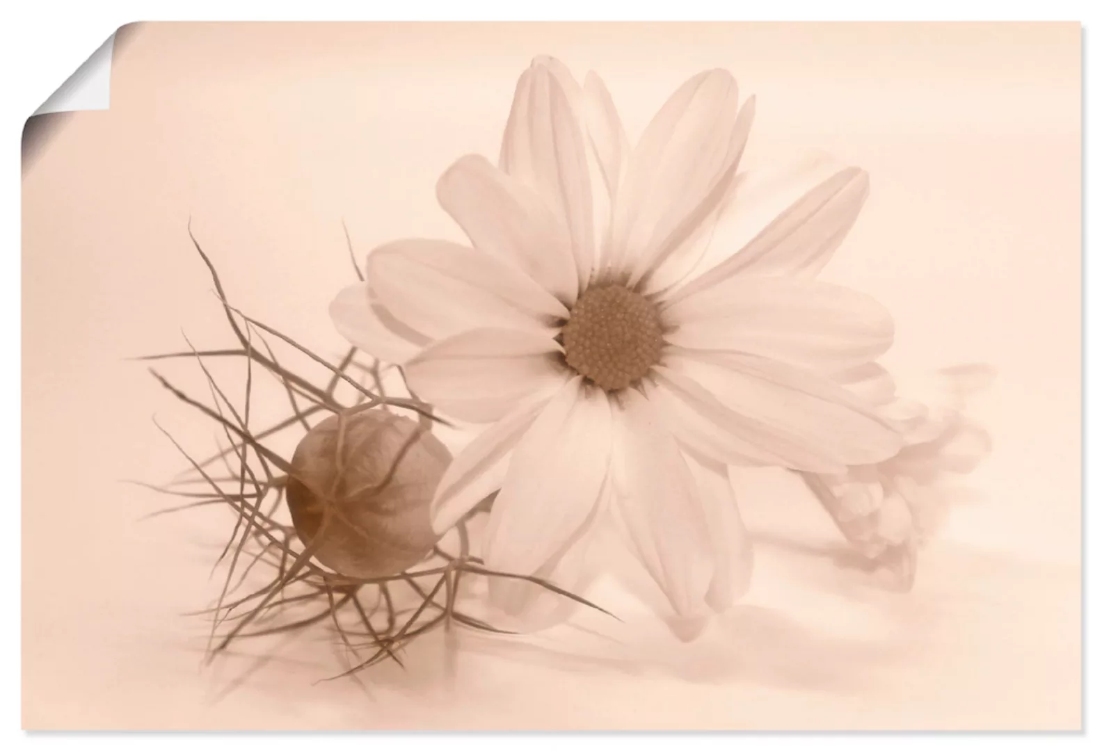Artland Wandbild "Chrysantheme", Blumen, (1 St.) günstig online kaufen