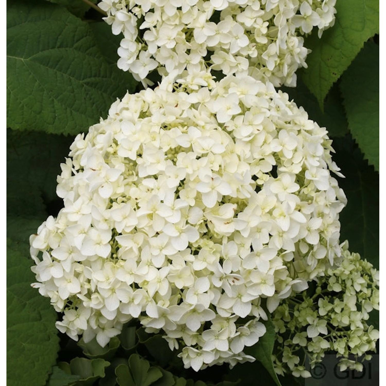 Ballhortensie Annabelle 125-150cm - Hydrangea arborescens günstig online kaufen