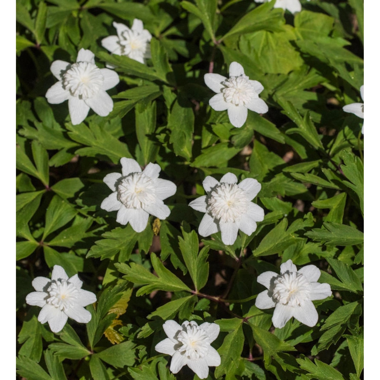 Buschwindröschen Vestal - Anemone nemorosa günstig online kaufen