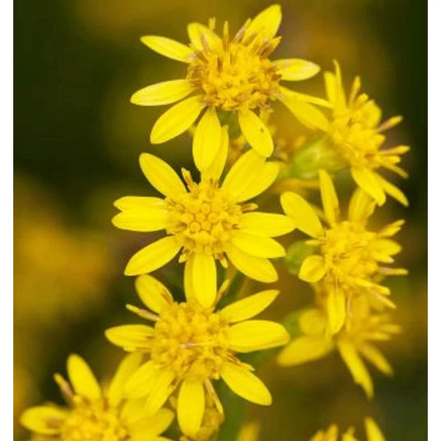 Goldrute Laurin - Solidago virgaurea günstig online kaufen