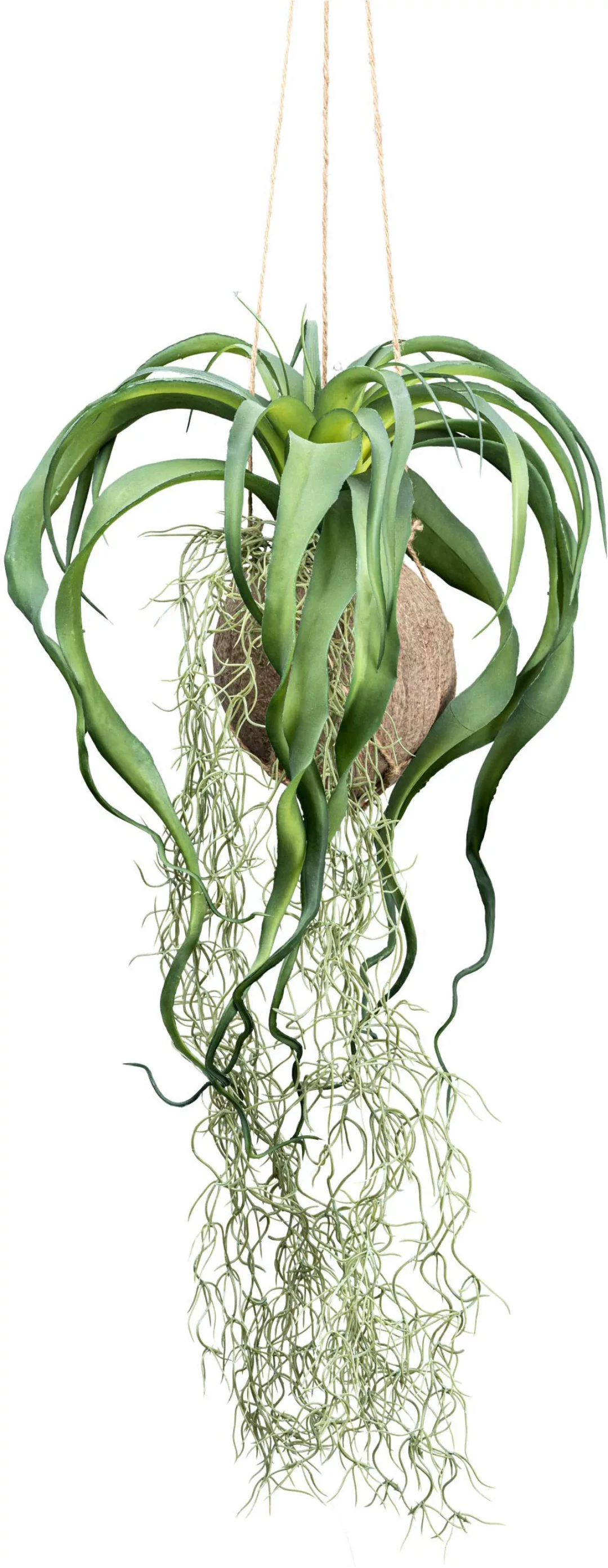 Creativ green Kunstranke "Tillandsia Xerographica", in natürlicher Kokossch günstig online kaufen