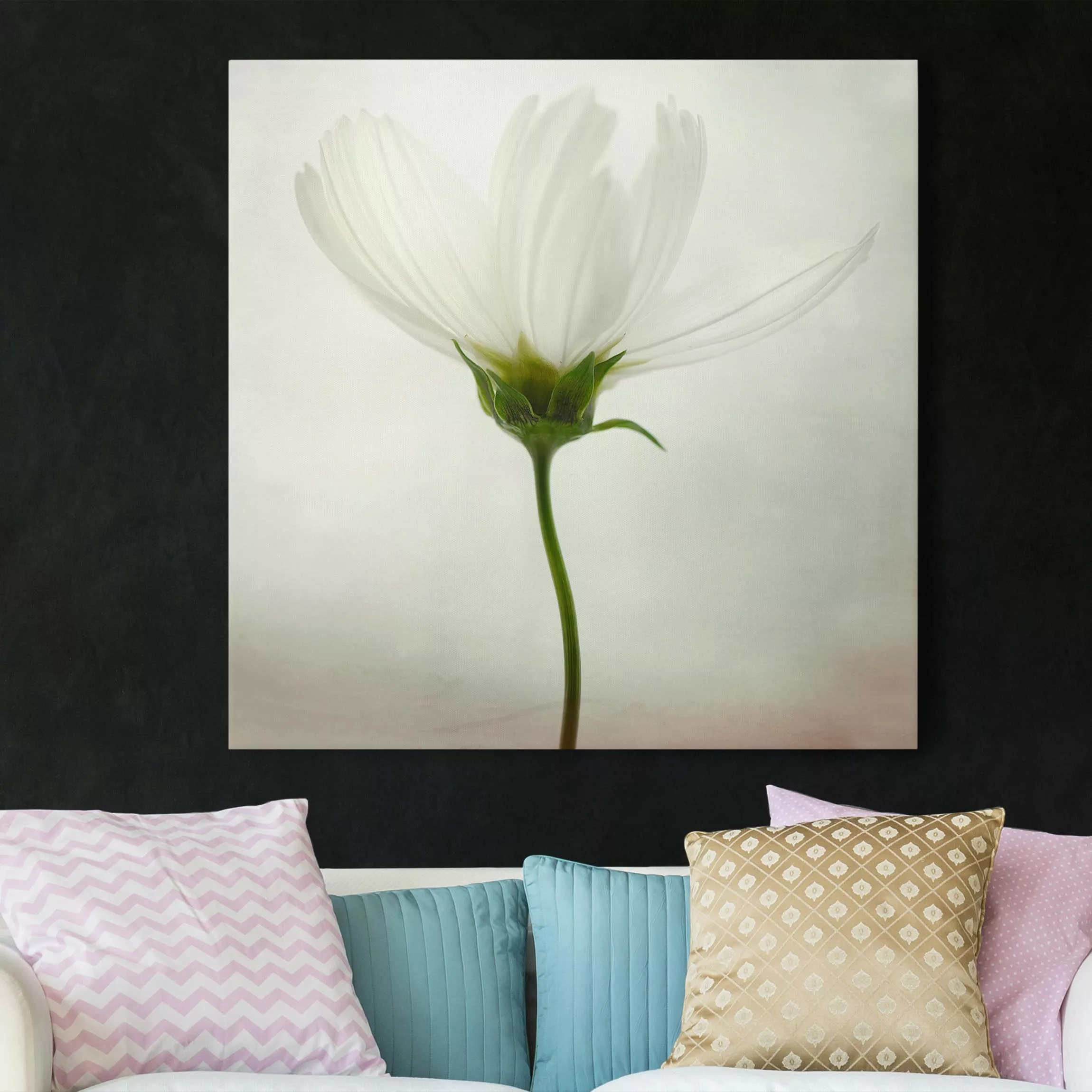 Leinwandbild Blumen - Quadrat Weiße Cosmea günstig online kaufen