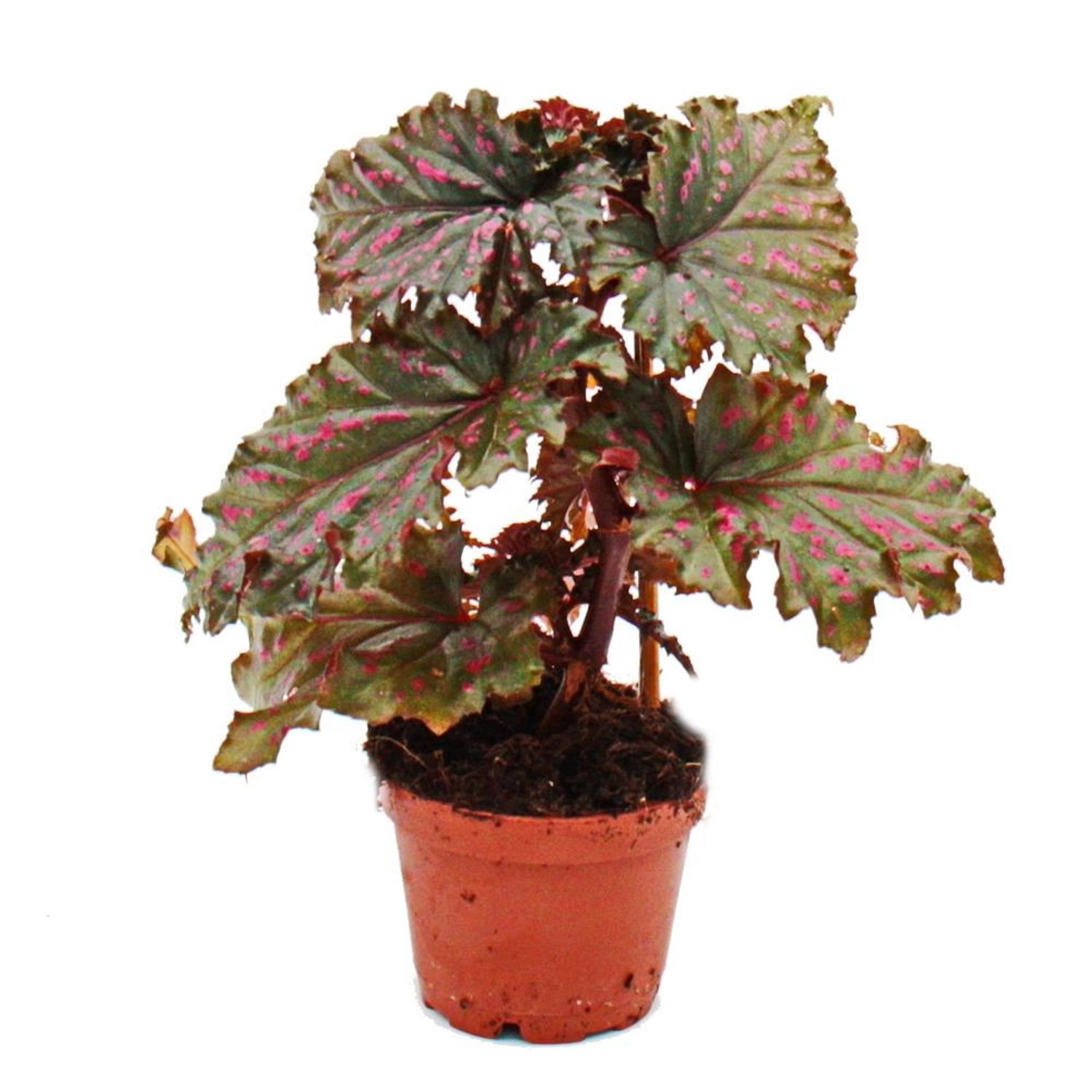 Exotenherz Engelsflügelbegonie Begonia Angel Wings Gefranste Rote Blätter M günstig online kaufen