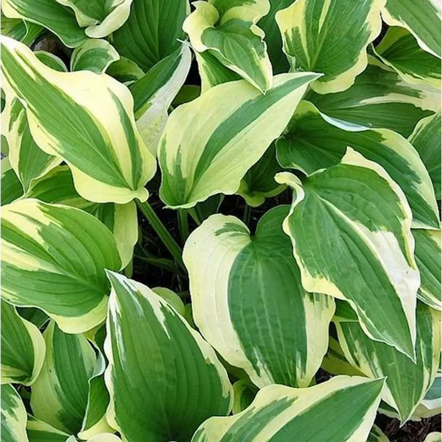 Funkie Antioch - Hosta cultorum günstig online kaufen