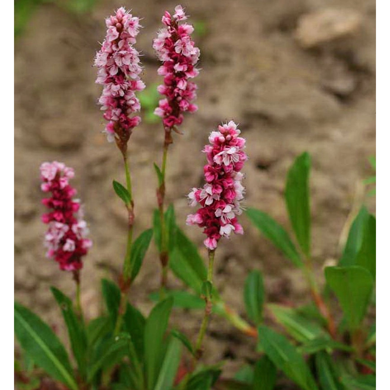 Schneckenknöterich Superba - Persicaria affinis günstig online kaufen