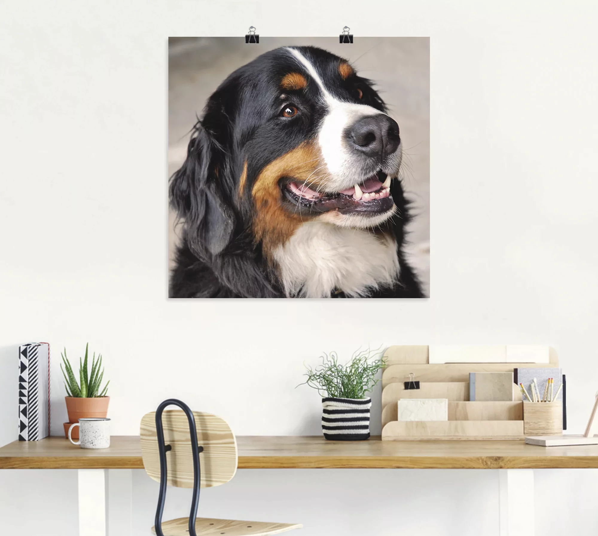 Artland Wandbild »Berner Sennenhund«, Haustiere, (1 St.), als Poster, Wanda günstig online kaufen
