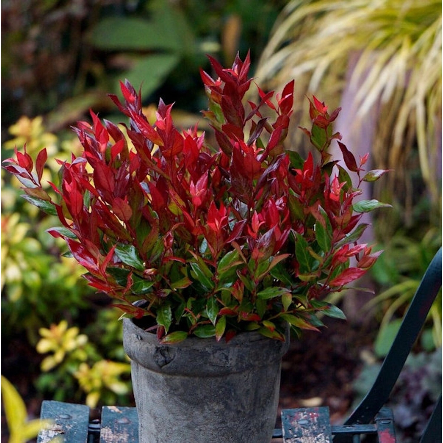 Traubenheide Little Flames 25-30cm - Leucothoe fontanesiana günstig online kaufen