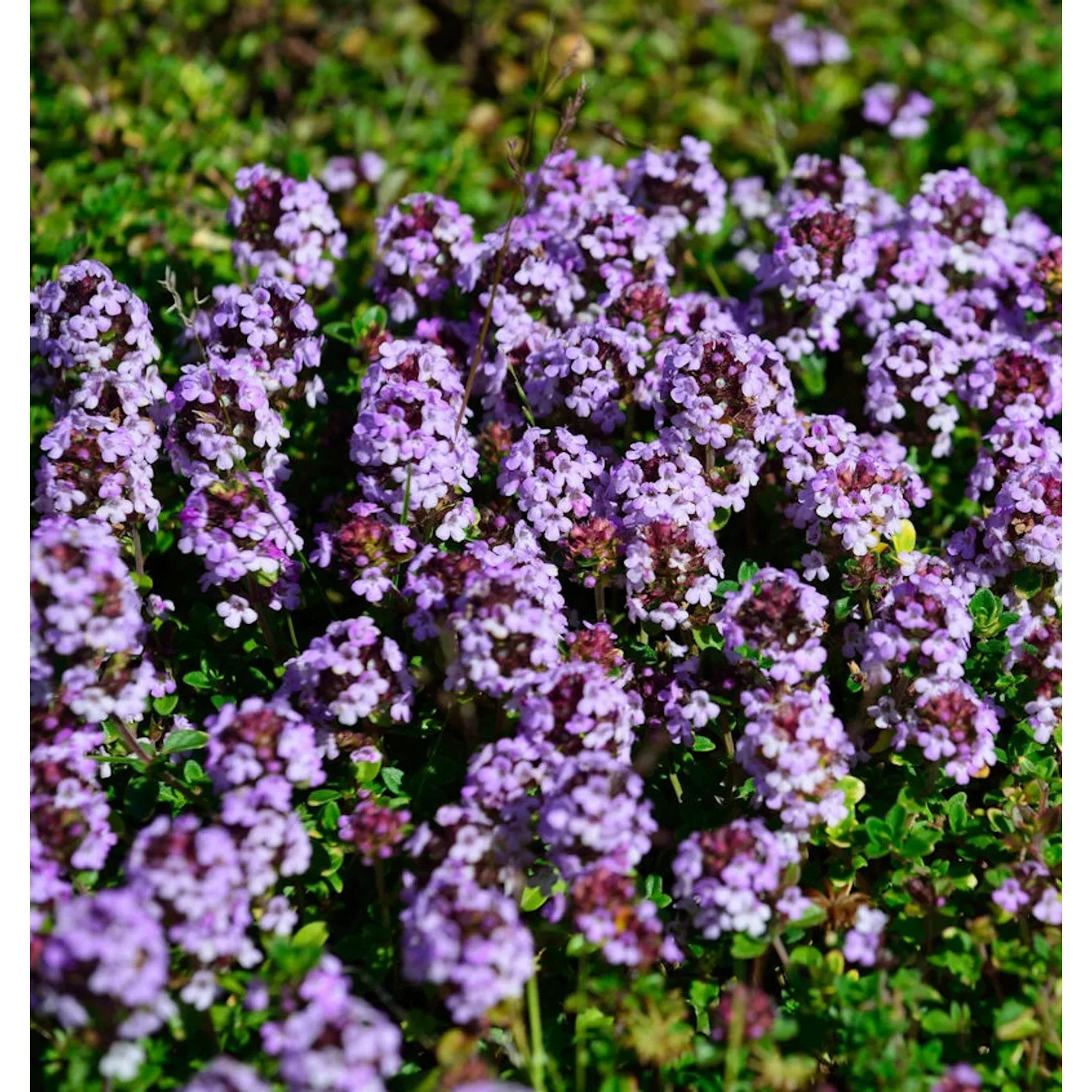 Thymian Doone Valley - Thymus comosus günstig online kaufen