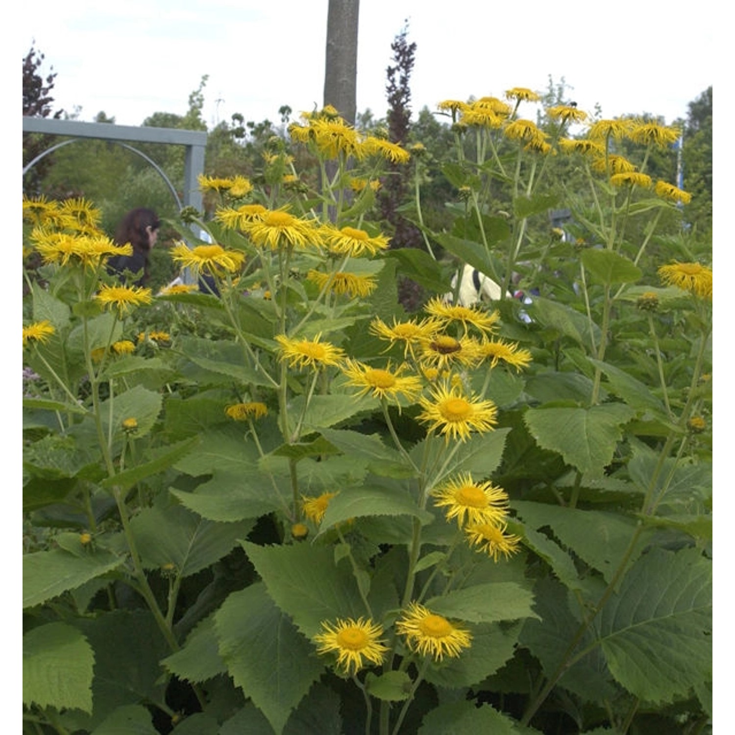 Riesenalant - Inula magnifica günstig online kaufen