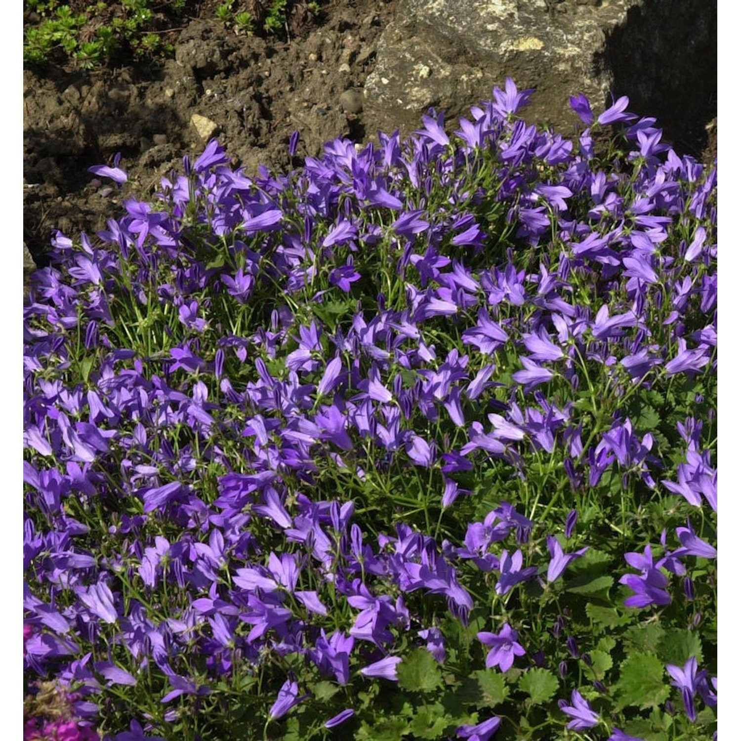 Glockenblume Templiner Teppich - Campanula poscharskyana günstig online kaufen