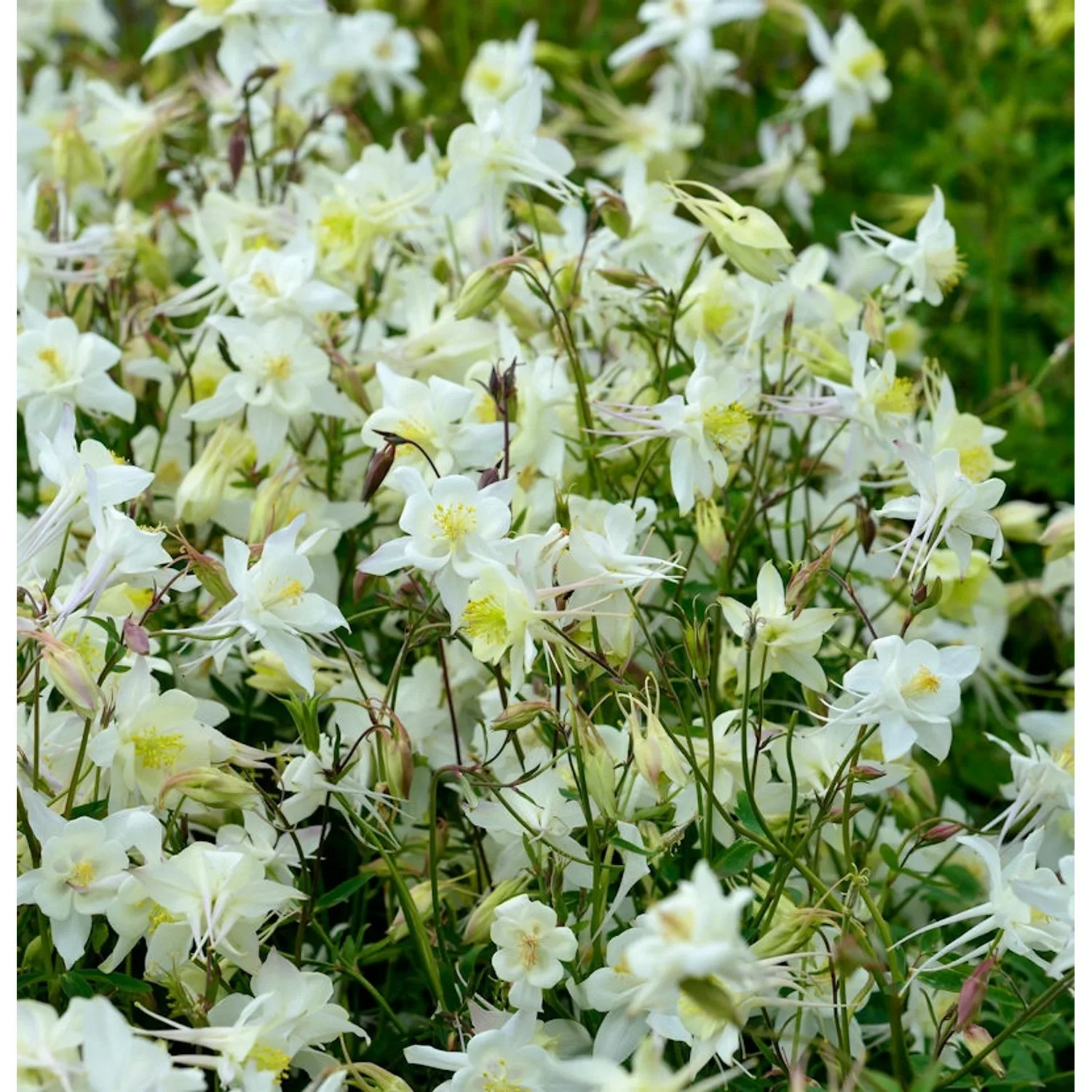 Akelei Clementine White - Aquilegia vulgaris günstig online kaufen