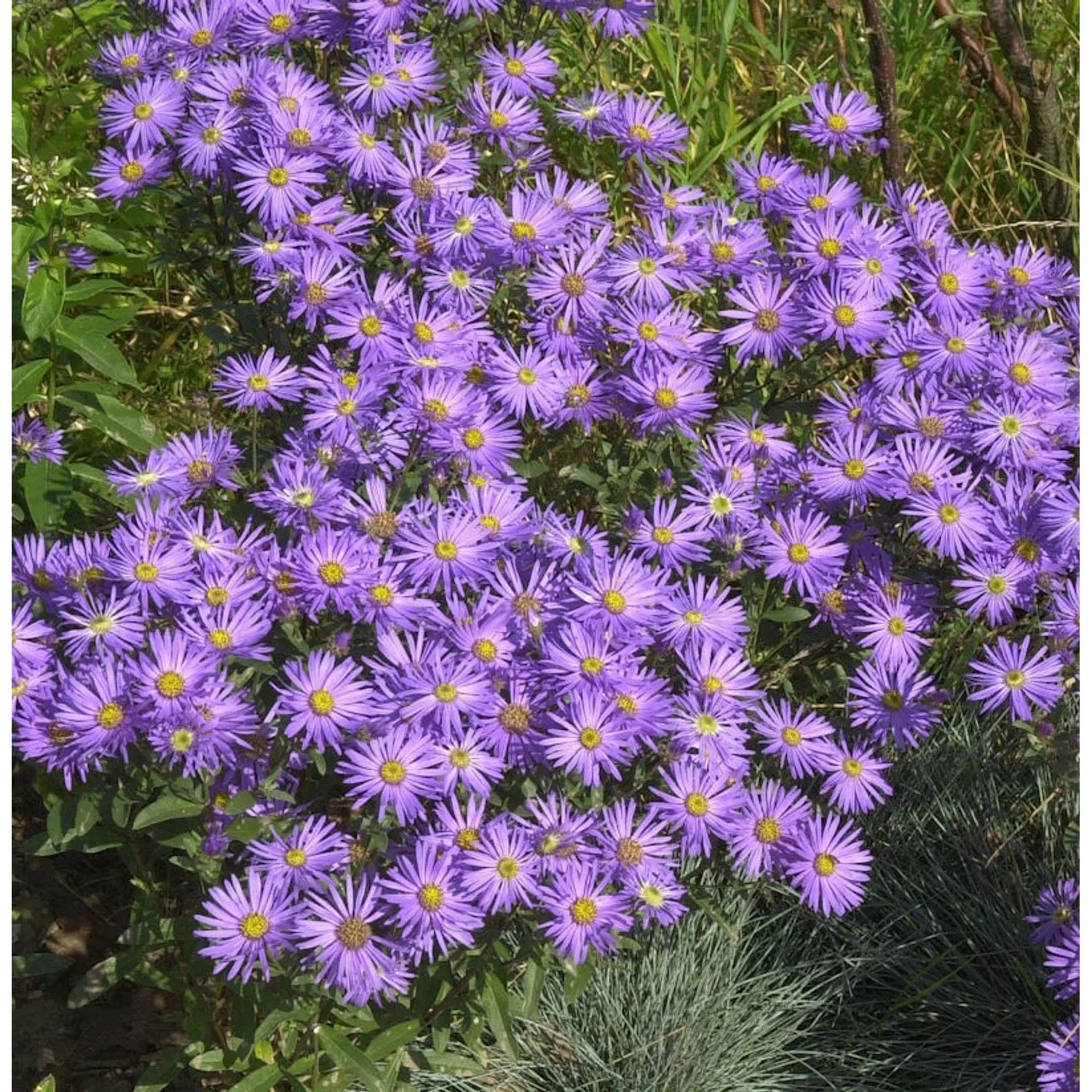 Sommeraster King George - Aster amellus günstig online kaufen