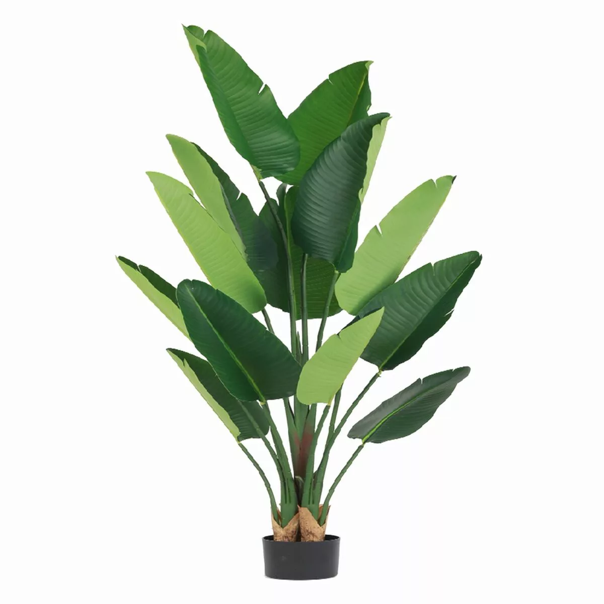 Dekorationspflanze 80 X 75 X 180 Cm Grün Paradiesvogelblume günstig online kaufen