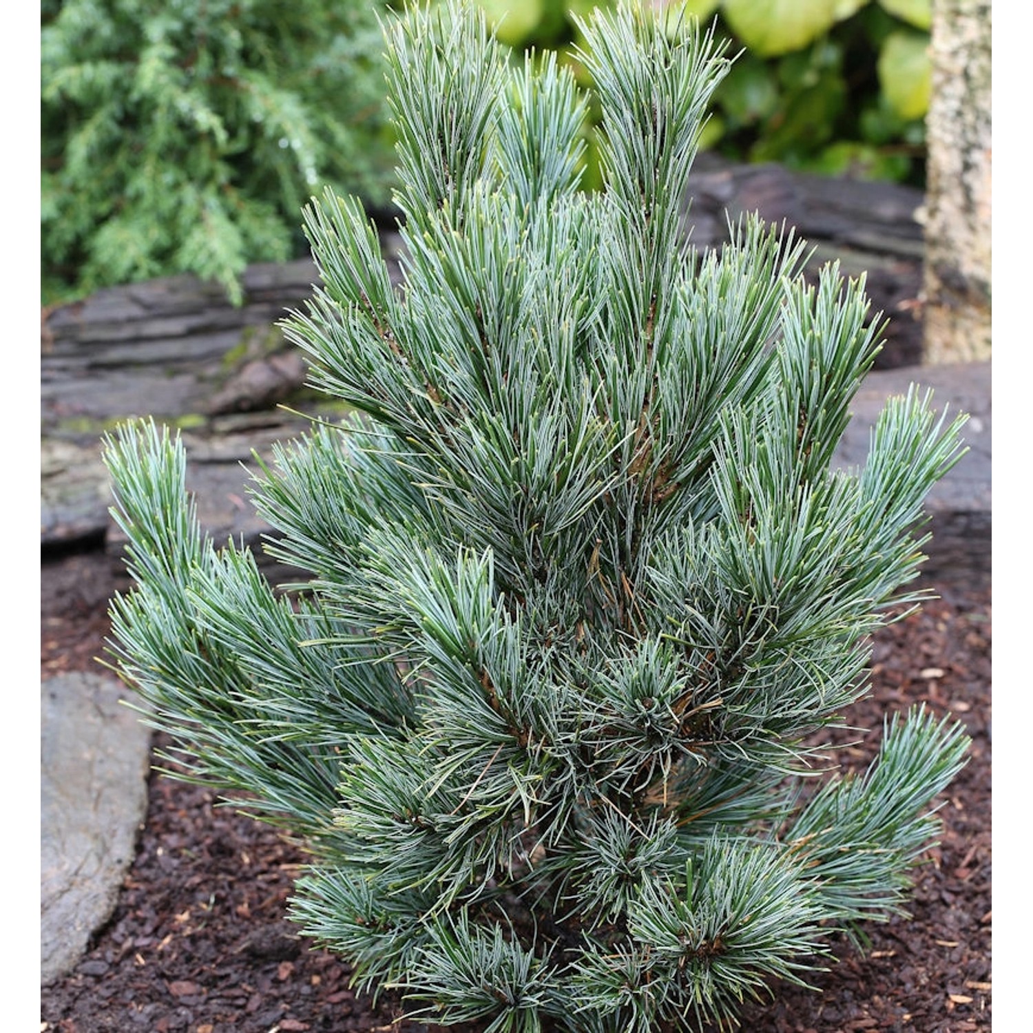 Kompakte Blauzirbelkiefer 70-80cm - Pinus cembra günstig online kaufen