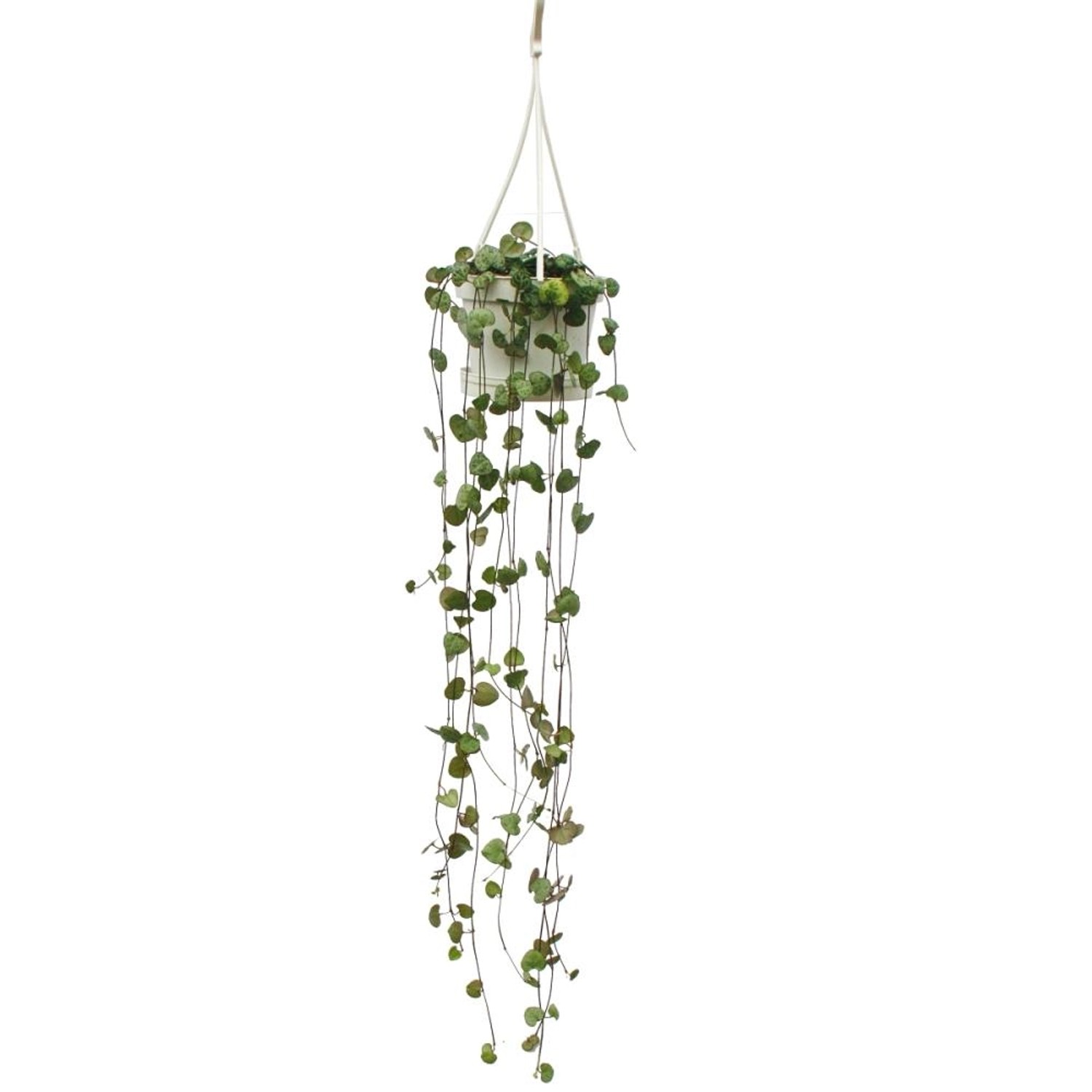 Exotenherz Zimmerpflanze zum Hängen Ceropegia Woodii Leuchterblume 10cm Amp günstig online kaufen