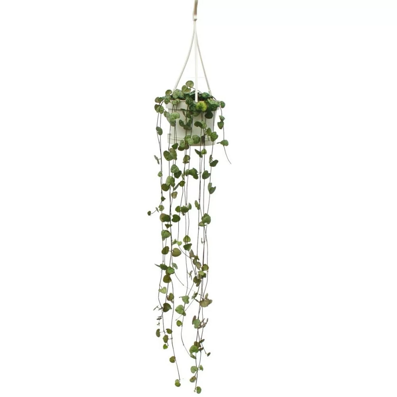 Exotenherz Zimmerpflanze zum Hängen Ceropegia Woodii Leuchterblume 10cm Amp günstig online kaufen