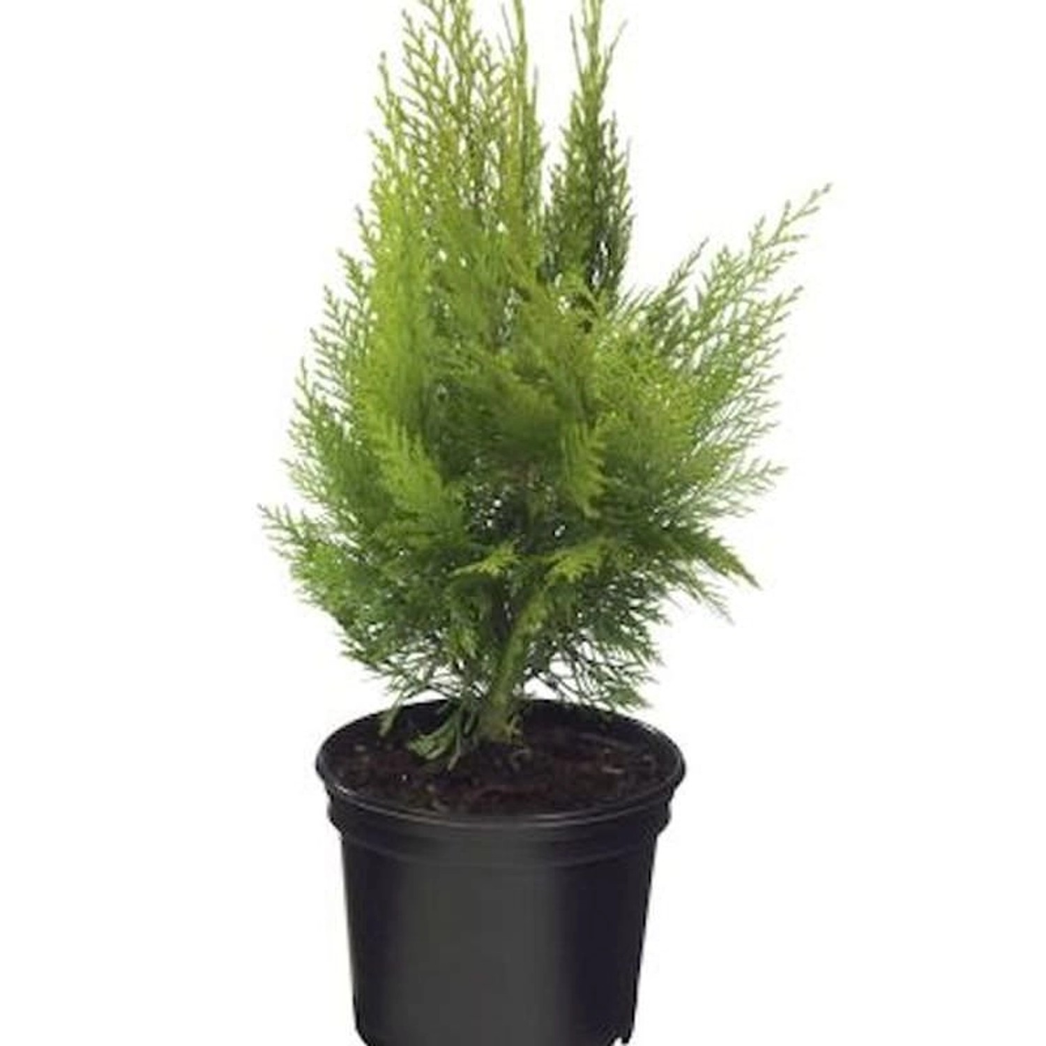 Gelbe Kegelzypresse Ellwoodiis Empire 50-60cm - Chamaecyparis lawsoniana günstig online kaufen