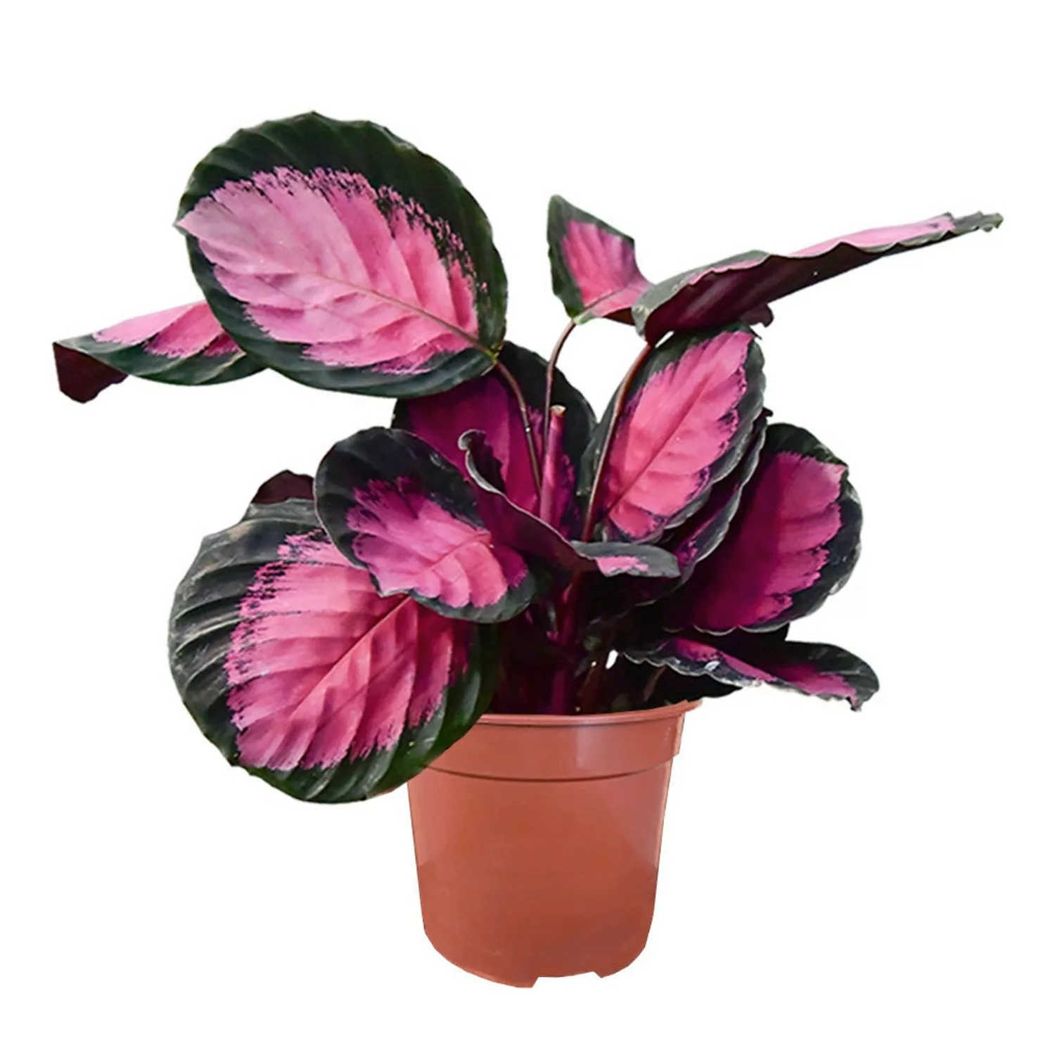 Green Me Up Zimmerpflanze Calathea Rose Crimson 40 - 50 cm günstig online kaufen