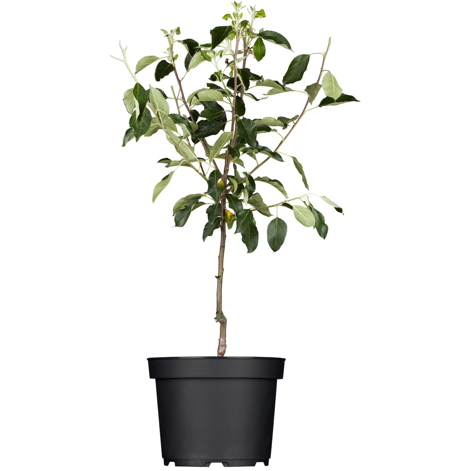 GROW by OBI Bio Apfel Goldparmäne Gelbrot Höhe ca. 120 - 140 cm Topf ca. 7 günstig online kaufen