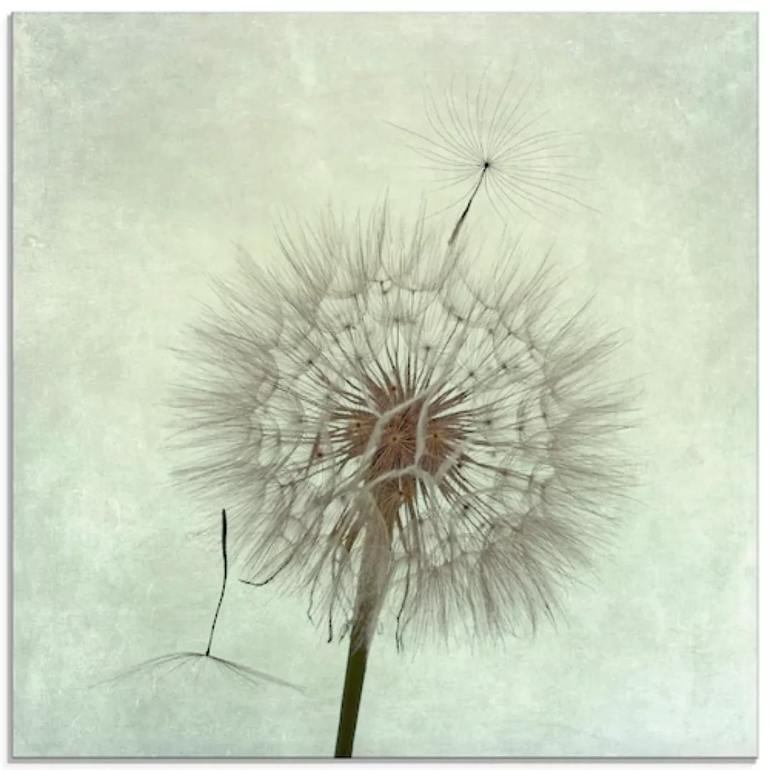Artland Glasbild "Pusteblume II", Blumen, (1 St.), in verschiedenen Größen günstig online kaufen