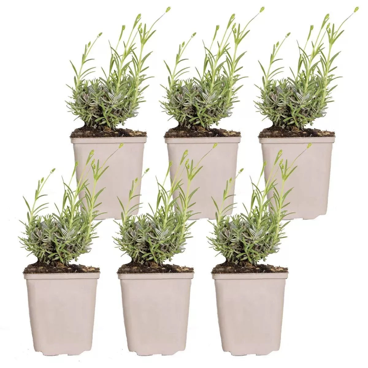 Casa Caron | 6er-Set Lavandula angustifolia Hidcote günstig online kaufen