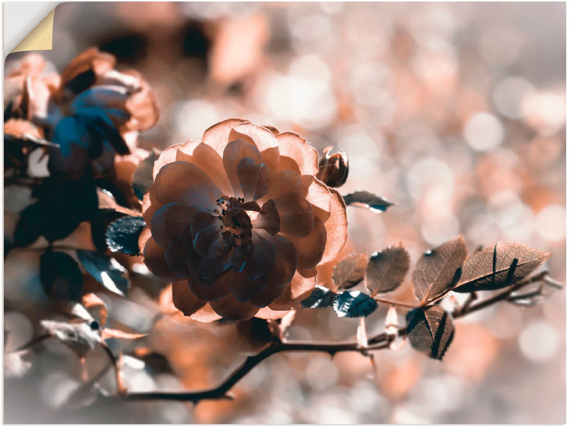 Artland Wandbild »Rose«, Blumen, (1 St.), als Leinwandbild, Wandaufkleber i günstig online kaufen