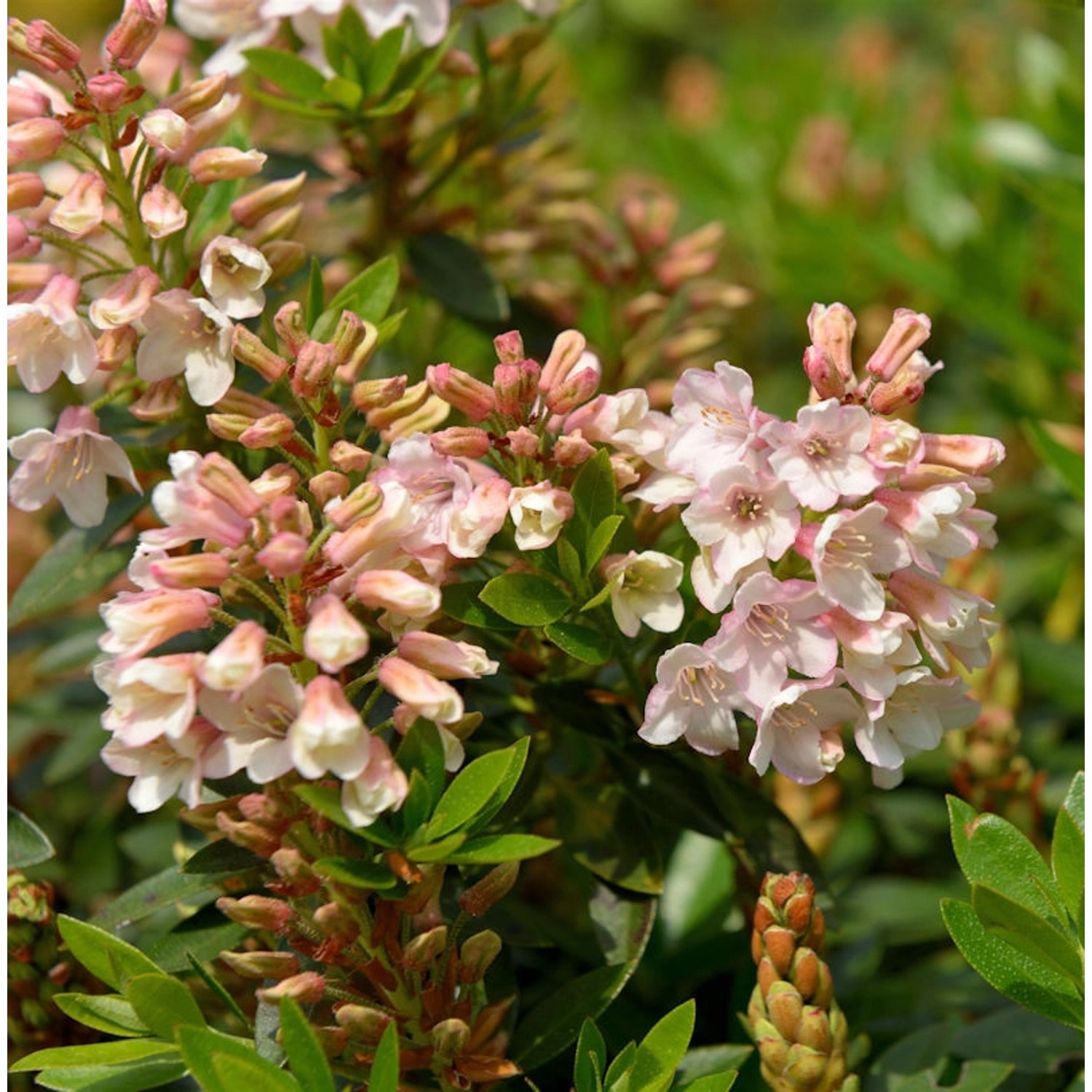 Kleinblütiger Rhododendron Bloombux Magenta 30-40cm - Rhododendron micranth günstig online kaufen