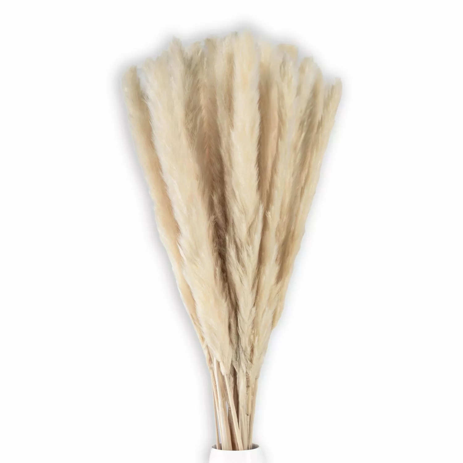 Trockenblume, Intirilife, Höhe 5 cm, Pampasgras günstig online kaufen