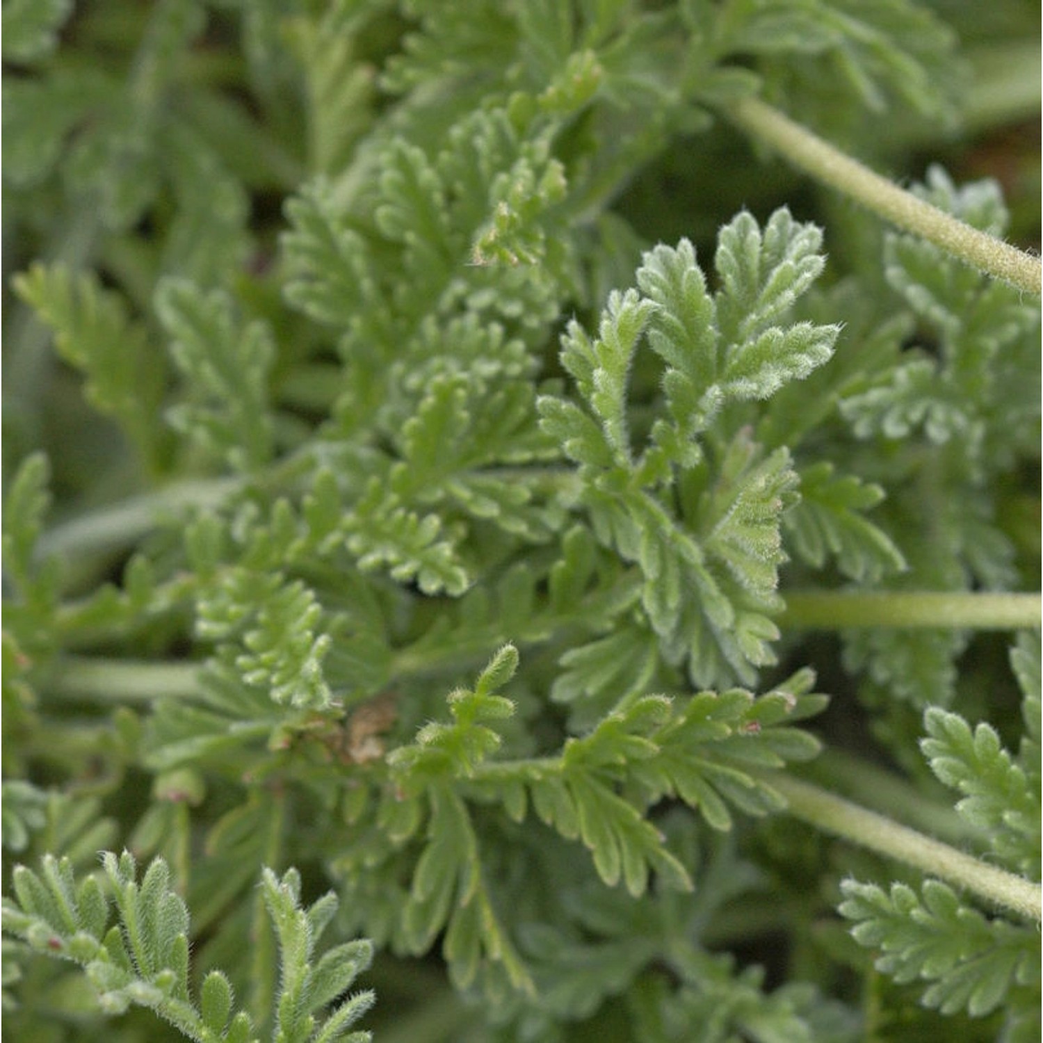 Wermut Reiherschnabel - Erodium absinthoides günstig online kaufen