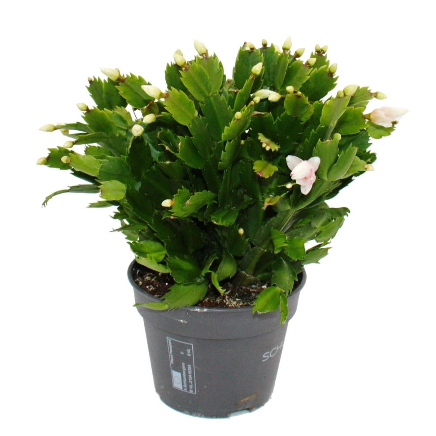 Exotenherz Großer Weihnachtskaktus Schlumbergera XXL 17cm Topf ca. 25-35cm günstig online kaufen