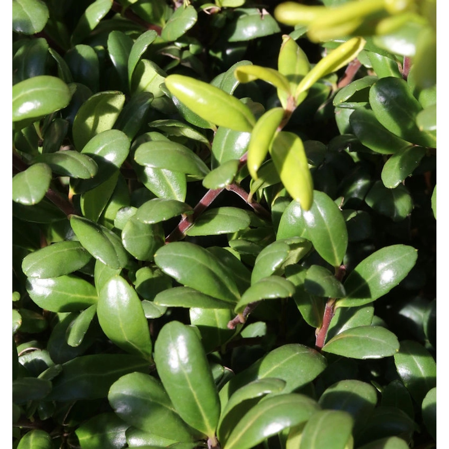 Kugelschnitt Glorie Dwarf 20-25cm - Ilex crenata günstig online kaufen