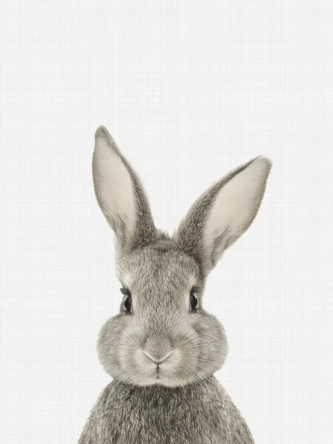 Poster / Leinwandbild - Rabbit günstig online kaufen