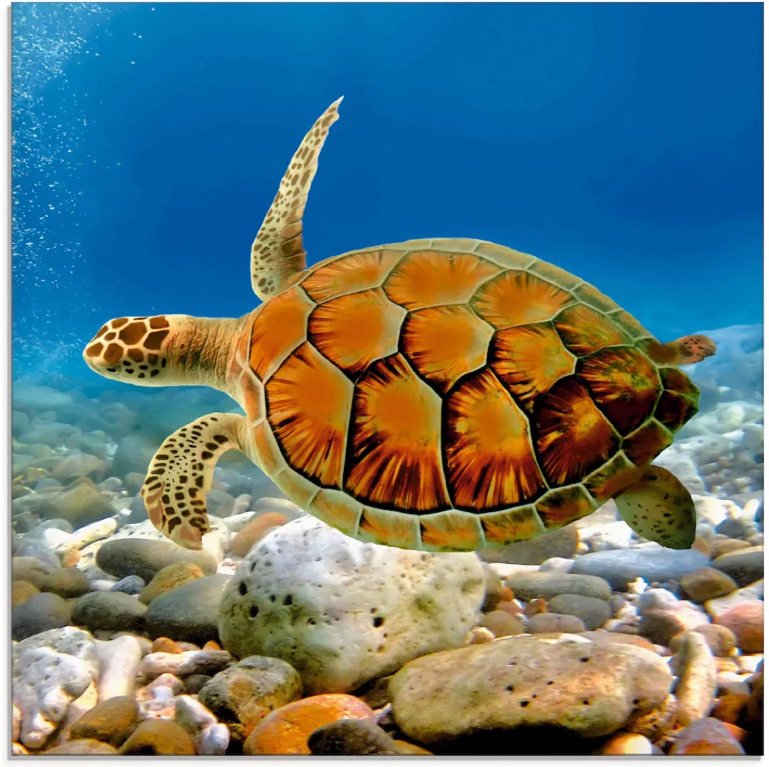 Artland Glasbild »Schildkröte«, Wassertiere, (1 St.) günstig online kaufen