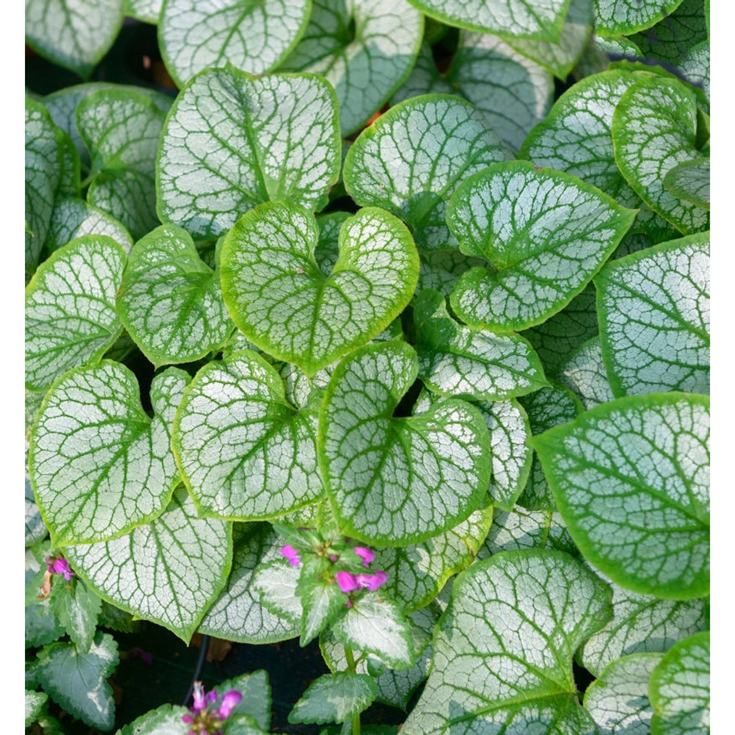 Kaukasus Vergißmeinnicht Silver Wings - Brunnera macrophylla günstig online kaufen