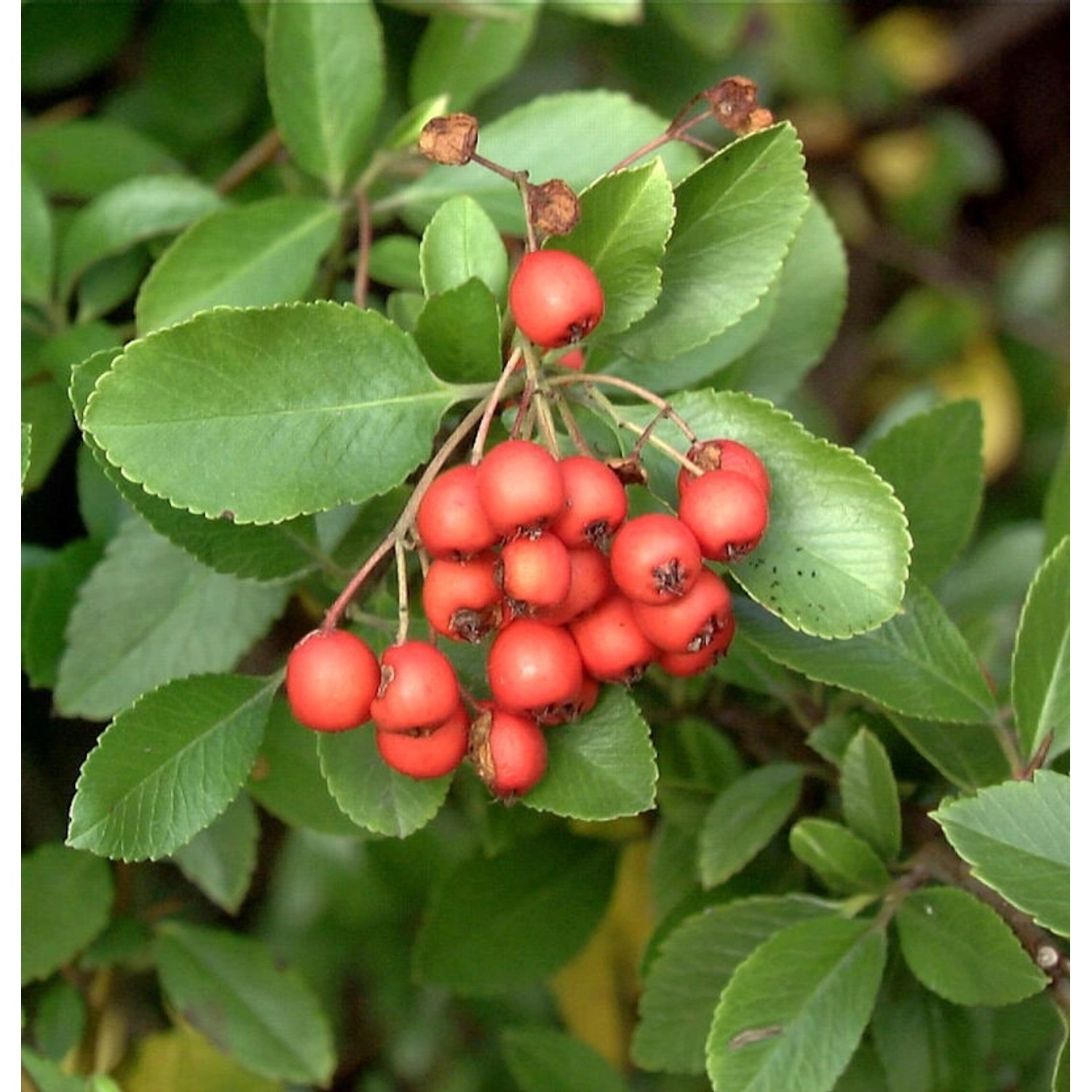 Feuerdorn Bad Zwischenahn 80-100cm - Pyracantha günstig online kaufen