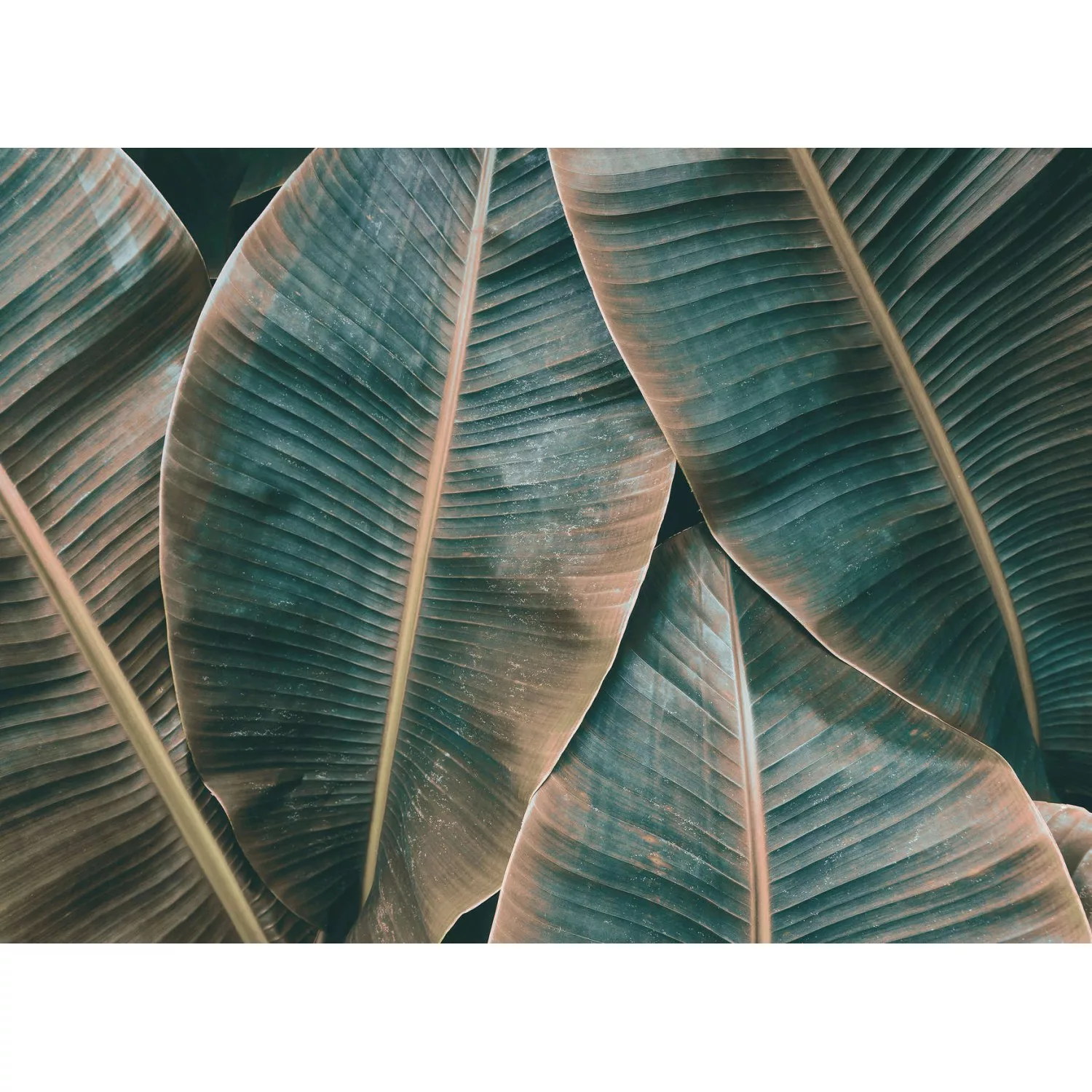 Fototapete Blätter Palmen Grün Braun 3,50 m x 2,55 m FSC® günstig online kaufen