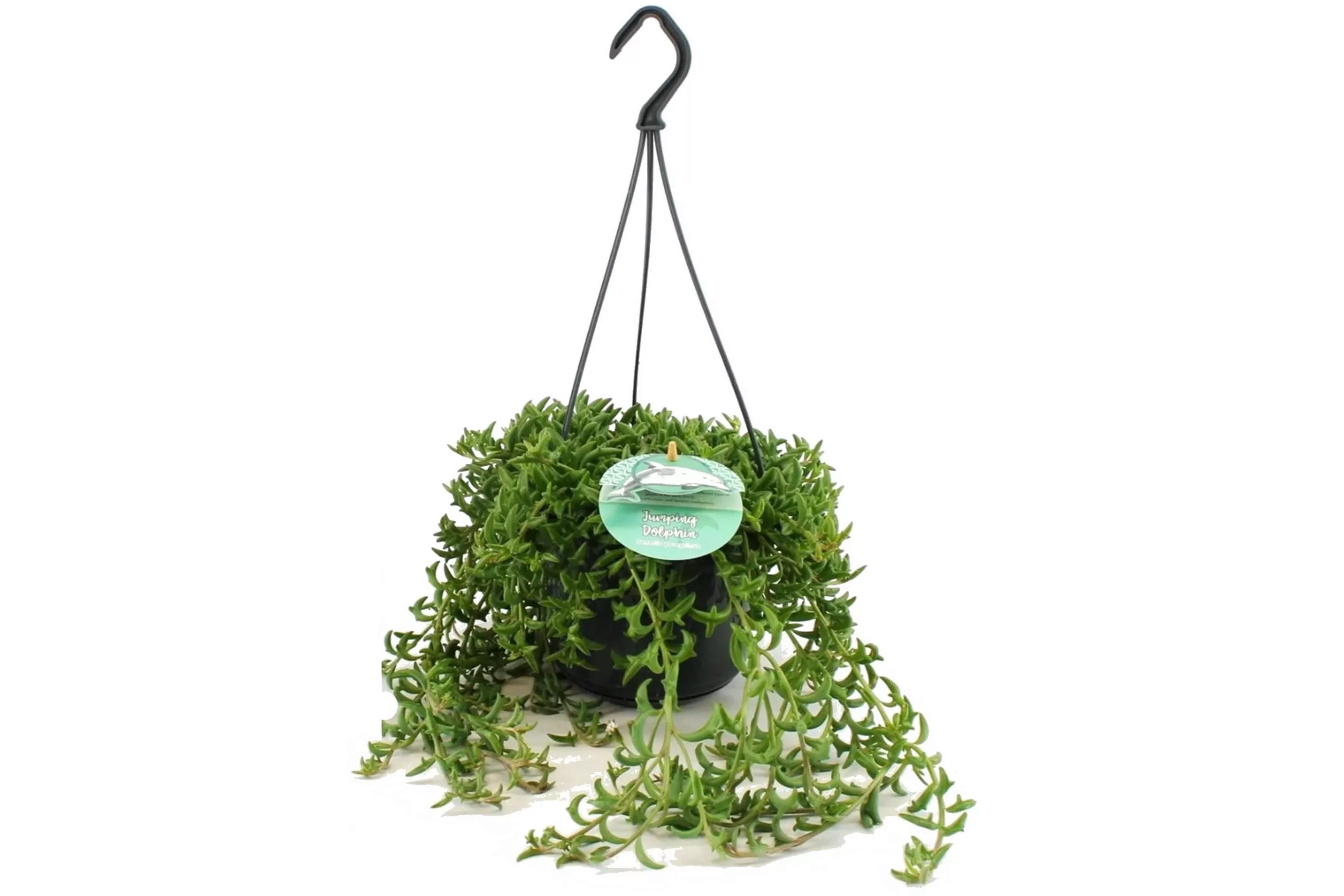 Perfect Plant | Senecio Springender Delfin günstig online kaufen