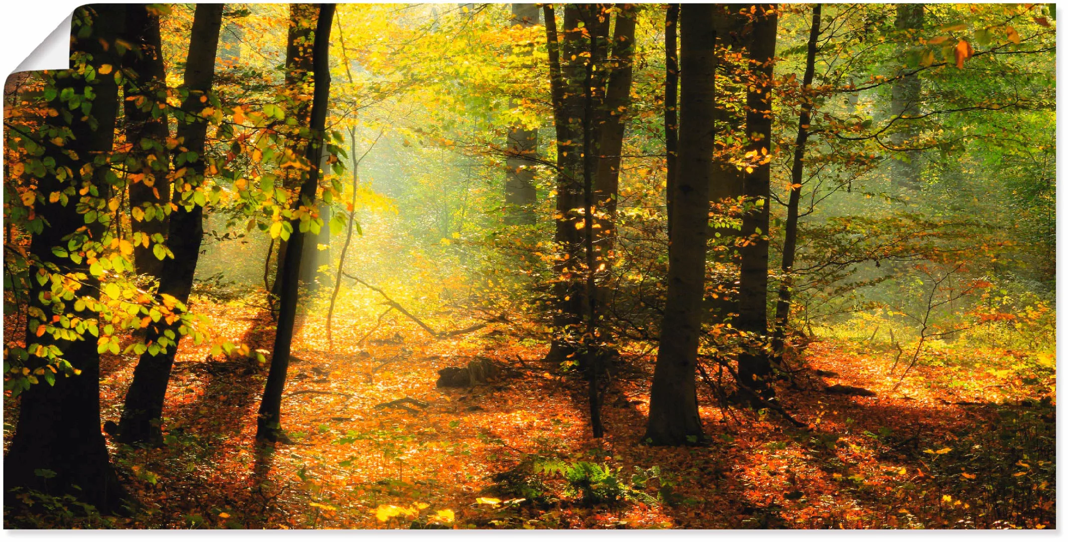Artland Wandbild "Herbstlicht im Wald", Wald, (1 St.), als Leinwandbild, Po günstig online kaufen