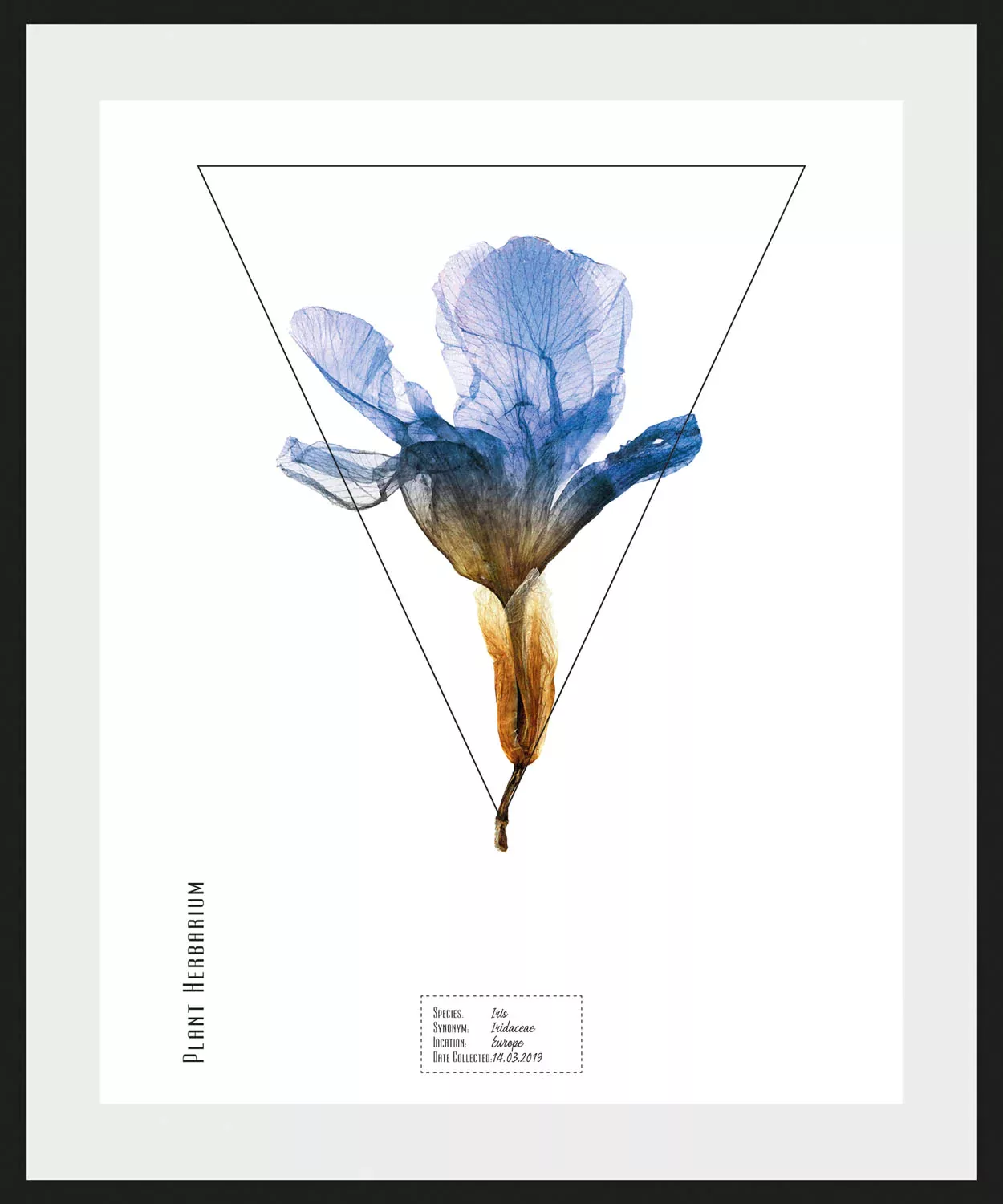 queence Bild »Iris«, (1 St.) günstig online kaufen