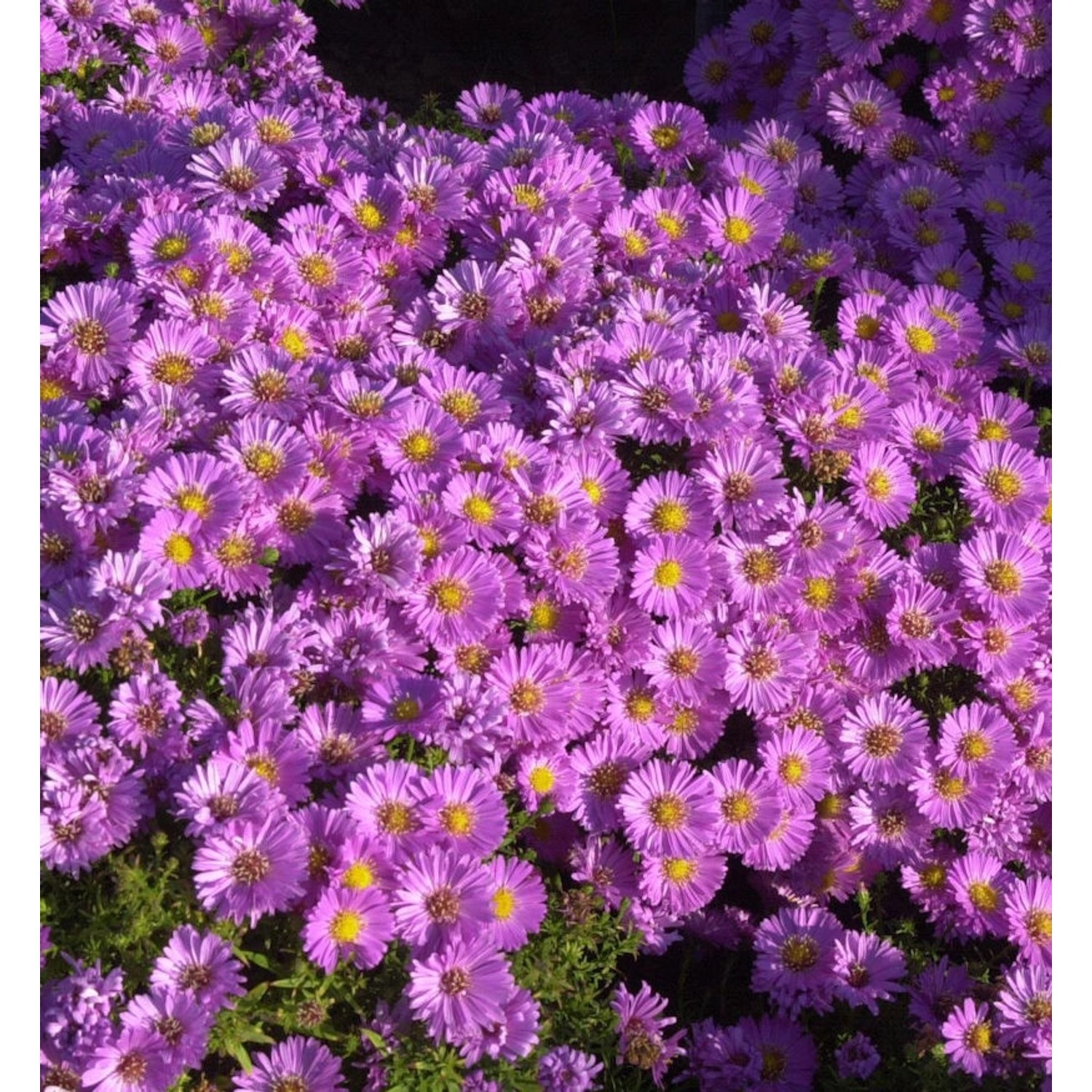 Kissenaster Wachsenburg - Aster alpinus günstig online kaufen