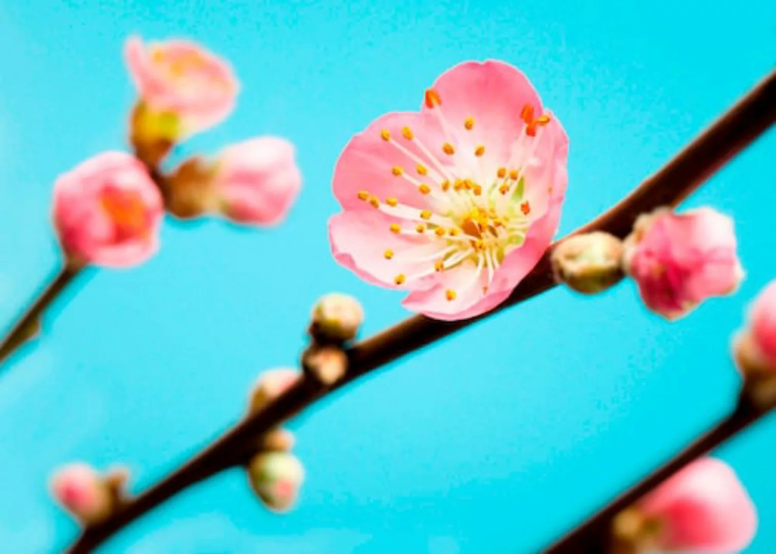 KOMAR Vlies Fototapete - Peach Blossom - Größe 350 x 250 cm mehrfarbig günstig online kaufen