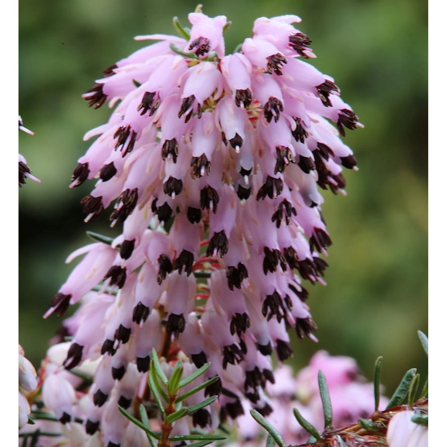 10x Winterheide Atrorubra - Erica carnea günstig online kaufen