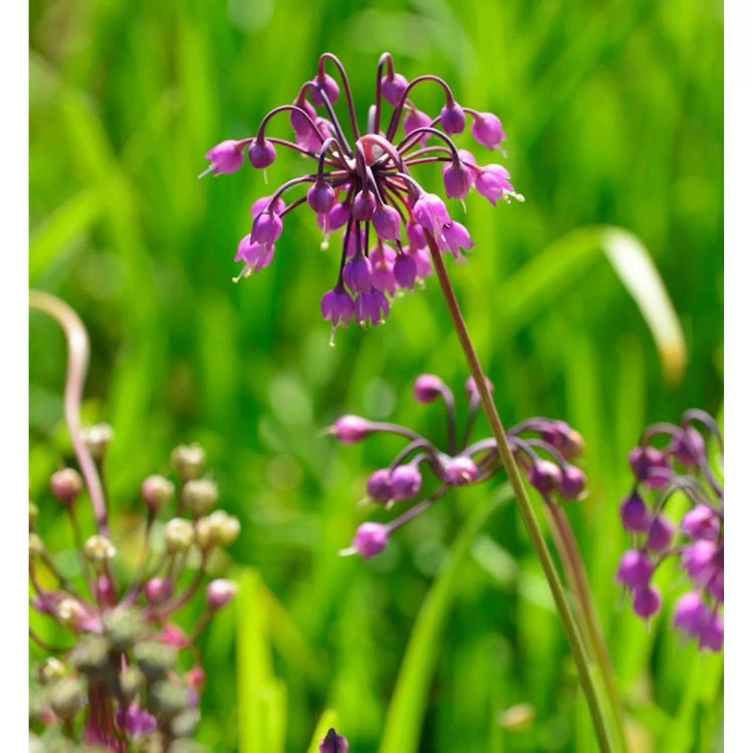 Zierlauch Hidcote - Allium cernuum günstig online kaufen