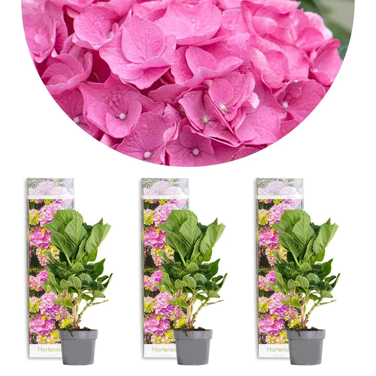 Casa Caron | 3er-Set Hydrangea macrophylla Frührosa günstig online kaufen