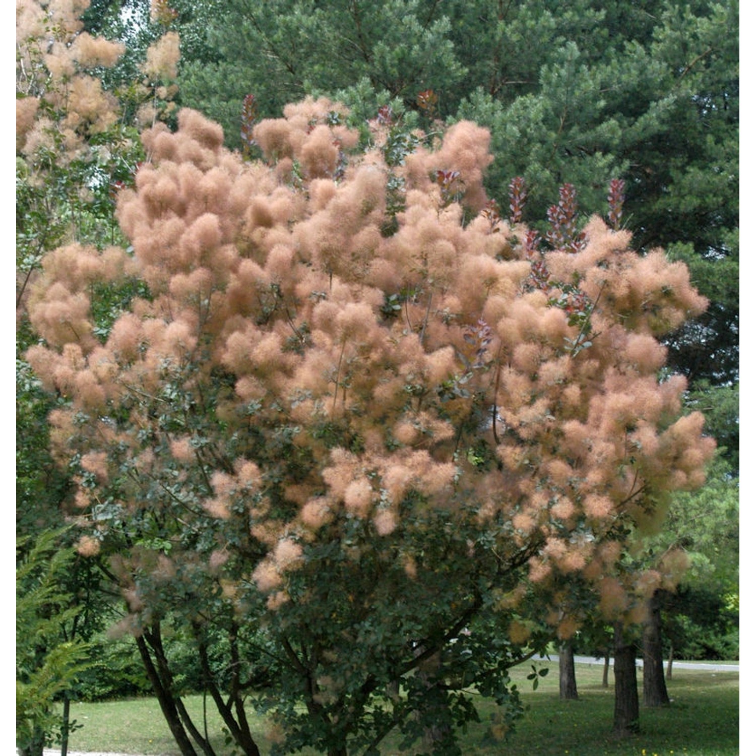 Perückenstrauch Rubrufolius 40-60cm - Cotinus coggygria günstig online kaufen